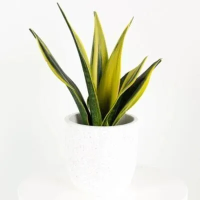 Golden Flame (Small)